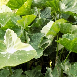 May include: A close-up of a leafy green plant with large, variegated leaves. The leaves are a mix of green and white, with some leaves having a more pronounced white pattern. The plant is growing in a lush, tropical setting.