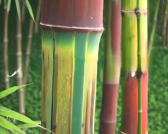 Harbin Inversa Bamboo Plant – Cold Hardy, Colorful Stripes (1 Gallon Size)