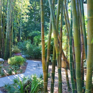 Bambusa Oldhamii Giant Timber CLUMPING Bamboo-LARGE 1 GALLON! - Non-Invasive