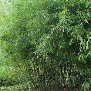Phyllostachys Bissetti/David Bisset Bamboo-Very Cold Hardy - Down to -15 Degrees