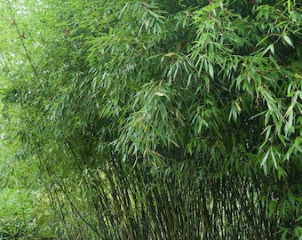 Bambú Phyllostachys Bissetti/David Bisset: muy resistente al frío, hasta -15 grados.