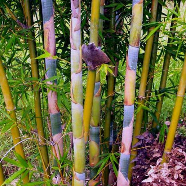 Bambusa Oldhamii Giant Timber CLUMPING Bamboo-LARGE 1 GALLON! - Non-Invasive