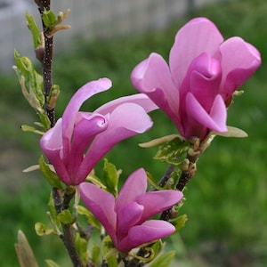 Tulip Magnolia Tree "Ann" Pink-Purple Flowers 3 to 4 Feet Tall Now - 1 Gallon Pot