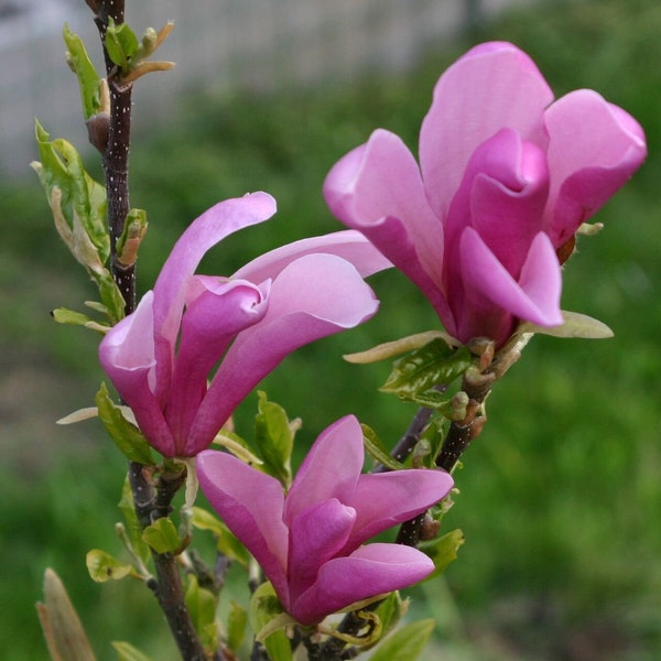 Tulip Magnolia Tree "Ann" Pink-Purple Flowers 1 to 2 Feet Tall Now - 1 Gallon Pot