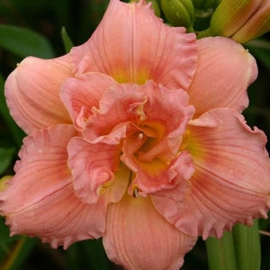 Siloam Double Classic Daylily - Blooming Size Plants