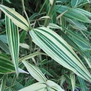 Bambusa Malay Dwarf Variegated Bamboo Plant – 1 Gallon Size – Clumping, Non-Invasive Form