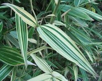 4 - 1 Gallon Sized Plants - Bambusa Malay Dwarf Variegated Bamboo Plant – Clumping, Non-Invasive Form