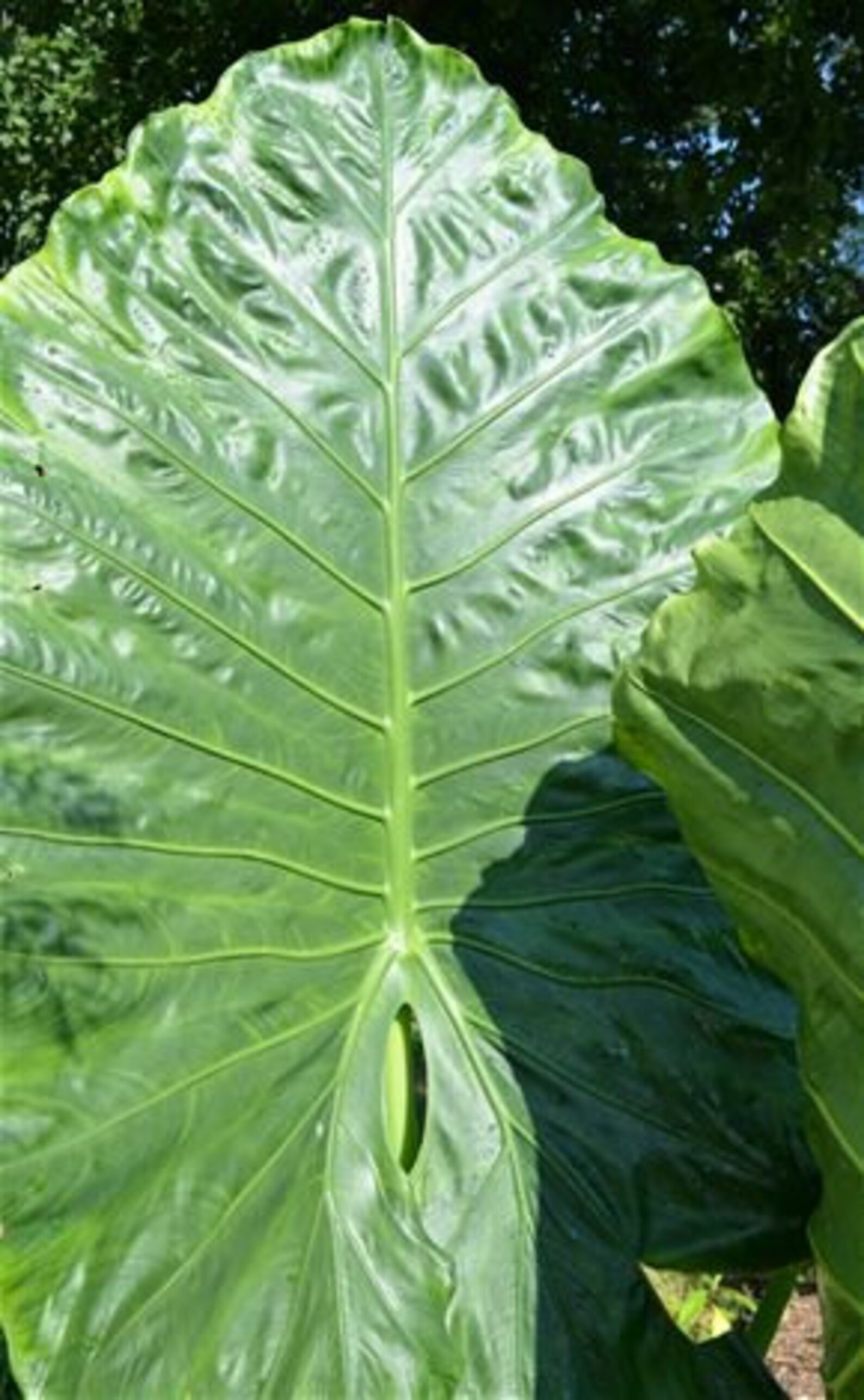 Borneo Giant Alocasia / Elephant Ear / Taro Large Mature 1 Etsy Canada