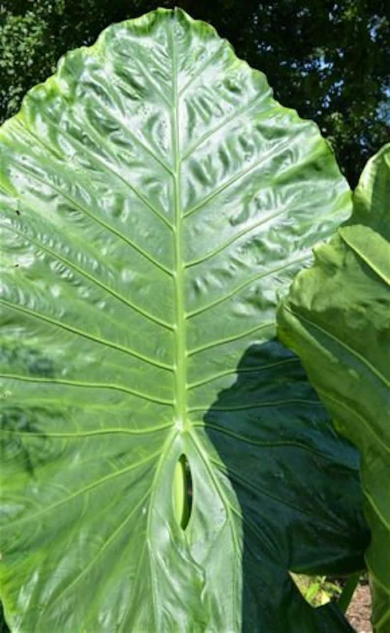 Borneo Giant Alocasia / Elephant Ear / Taro Large Mature 1 Etsy