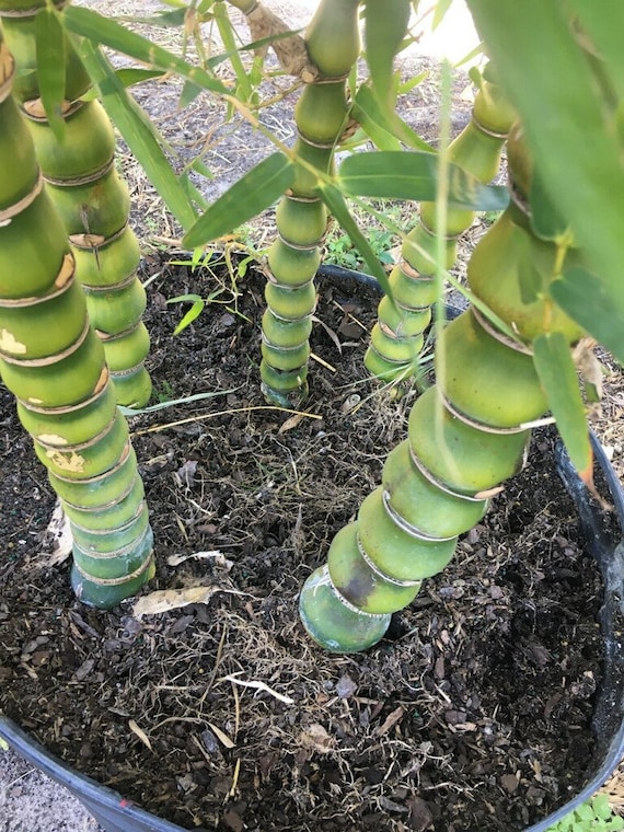 Bambusa Vulgaris 'wamin' – Dwarf Buddha Belly Bamboo Plant - 1