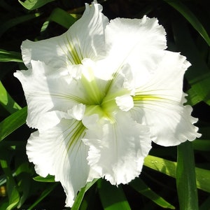 May include: A white iris flower with green veins in the petals. The flower is in focus and the background is blurred.