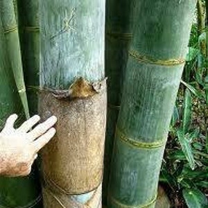 1 Division - Dendrocalamus giganteus - Giant Timber Clumping Bamboo - Canes are 12" Diameter at Maturity!  Value Priced!!  Approx 15" Tall