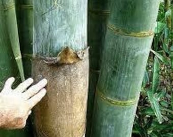 Dendrocalamus giganteus - Giant Timber Clumping Bamboo - Canes are 12" Diameter at Maturity! 3+ Feet Tall Now!