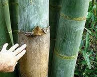 Dendrocalamus giganteus - Giant Timber Clumping Bamboo - Canes are 12" Diameter at Maturity! 3+ Feet Tall Now!