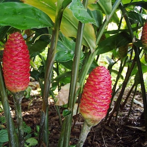 5 (Yes~FIVE!)  Red Pinecone Ginger/Shampoo Ginger/Zingiber zerumbet Tropical Exotic-5 Rhizomes