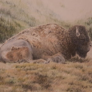 Buffalo in Yellowstone National Park  drawn with colored pencil.