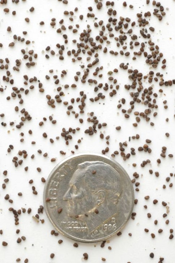 tobacco seeds for sale near me Virginia Organic Tobacco Seeds