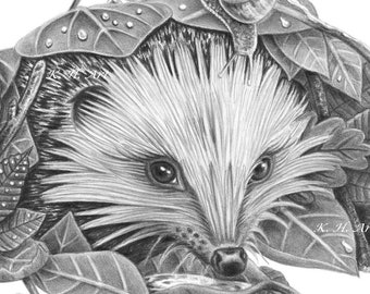 Hedgehog Drawing Original Art Wildlife Pencil Portrait Snail Illustration A4 Size by Karena Higton