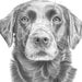 see more listings in the Custom Pencil Portraits section