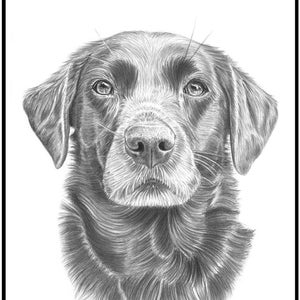 Custom Pet Portrait Sketch from Photo Hand Drawn Dog Cat Horse Gift Pencil Drawing image 1