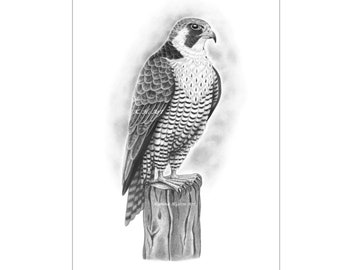 Falcon Art Print Bird of Prey Pencil Drawing Portrait