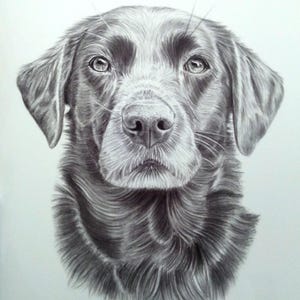 Custom Pet Portrait Sketch from Photo Hand Drawn Dog Cat Horse Gift Pencil Drawing