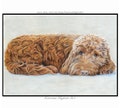 Custom Pet Portrait Colour Pencil Drawing Sketch from Photo Hand Drawn