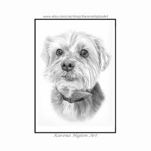 Pencil drawing of a Yorkie mix terrier, head and chest.