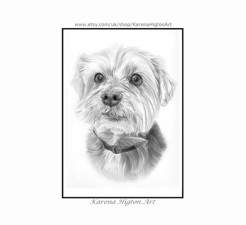 Pencil drawing of a Yorkie mix terrier, head and chest.