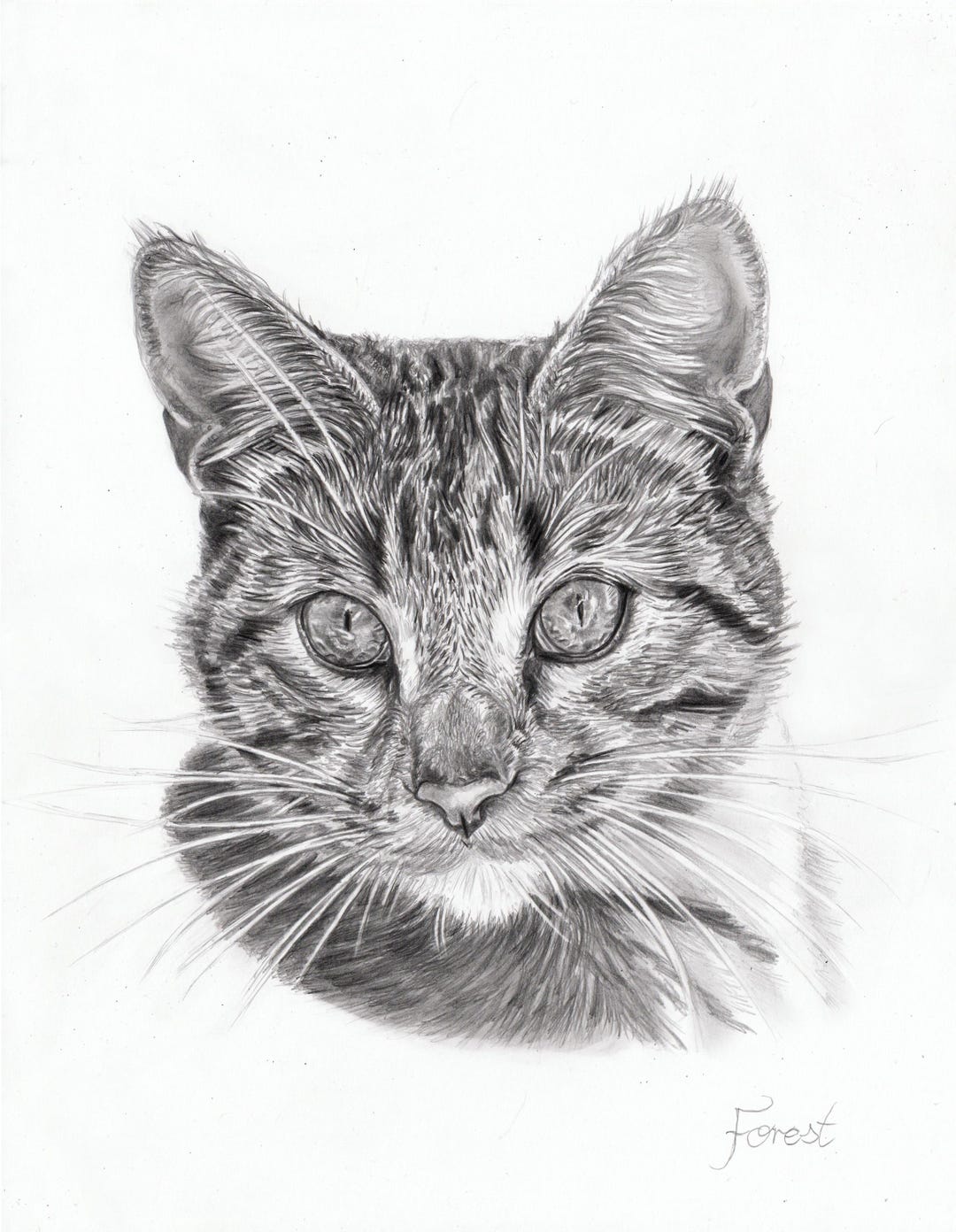 Pet Portrait Custom Pencil Drawing Hand Drawn Sketch From Photo - Etsy