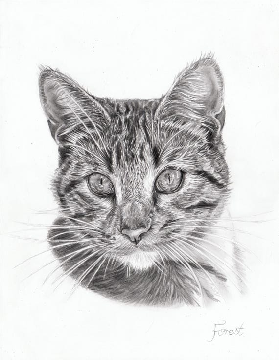 Pet Portrait Custom Pencil Drawing Hand Drawn Sketch from Photo