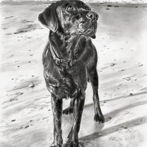Custom Pet Portrait Sketch From Photo Hand Drawn Dog Cat Horse Gift ...