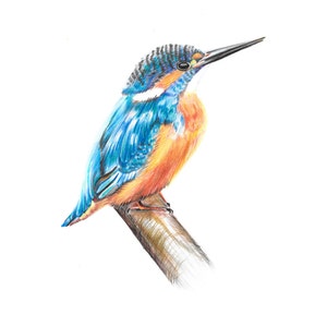 Kingfisher Illustration Print, British Birds Watercolour Illustration Artwork image 2