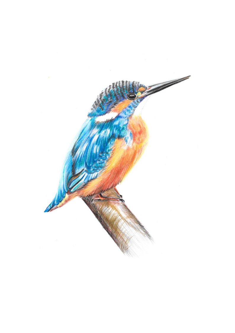 Kingfisher Illustration Print, British Birds Watercolour Illustration Artwork image 2