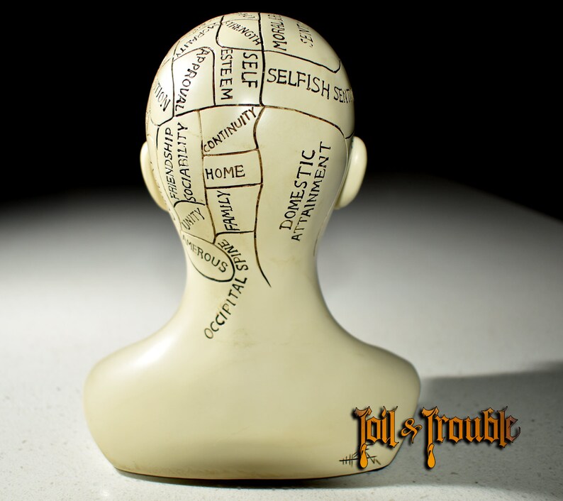 Phrenology Head Science of the Brain Statue Oddity Bust Etsy
