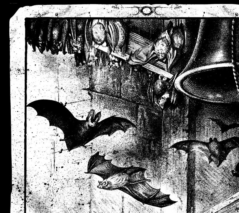 Bats in the Belfry Oddity Poster 13 x 19 Etsy