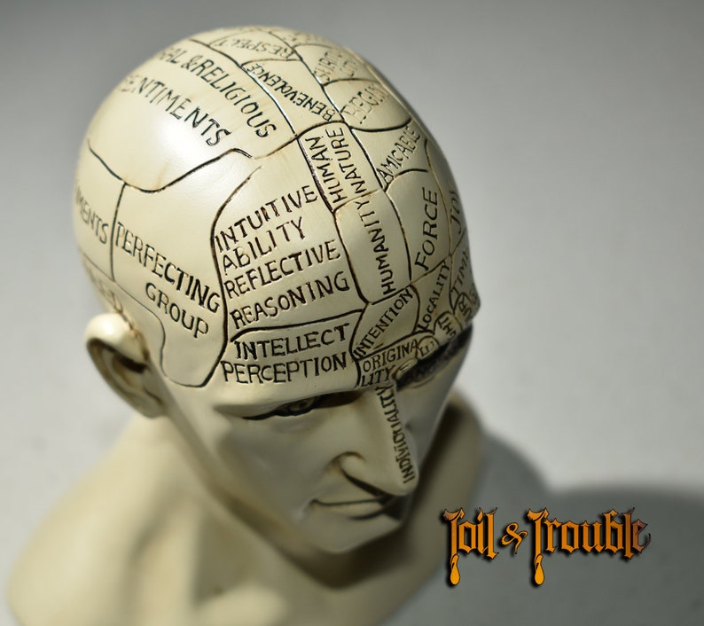 Phrenology Head Science of the Brain Statue Oddity Bust Etsy