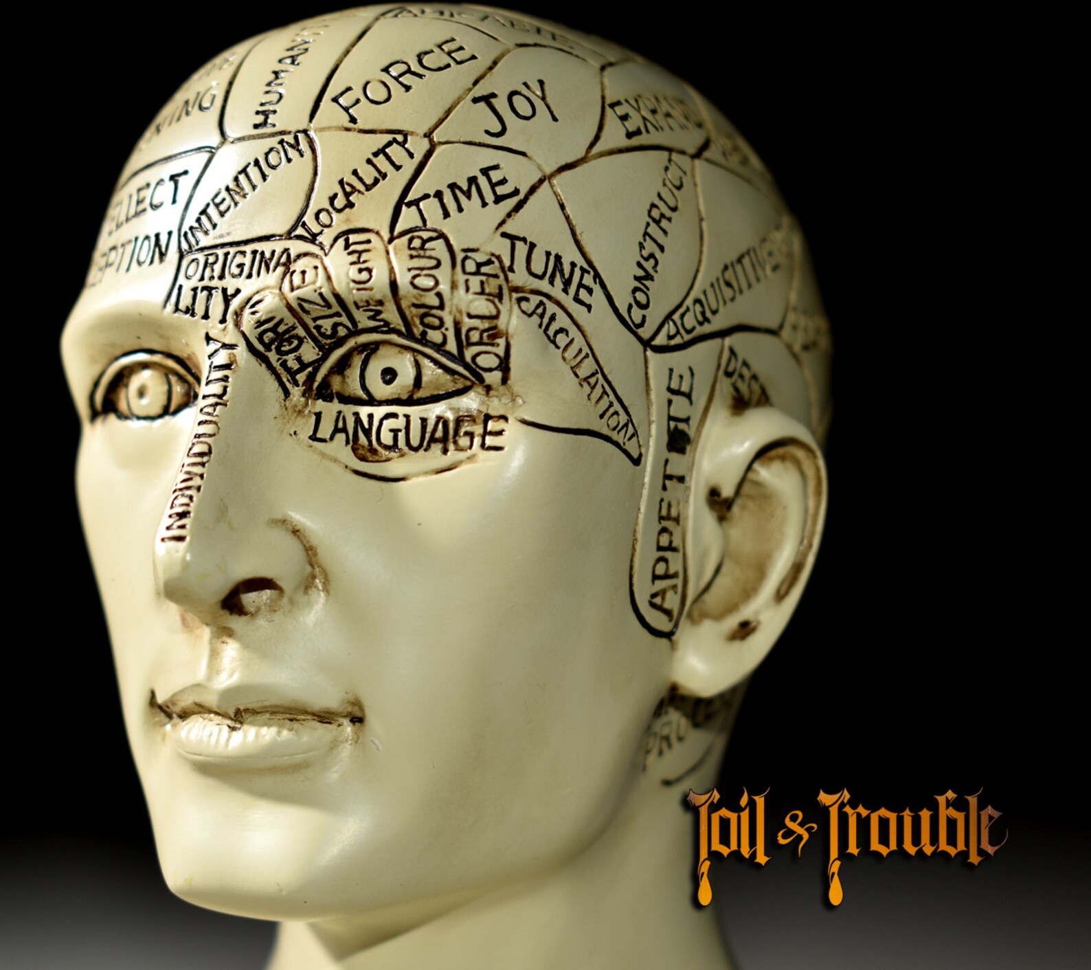 Phrenology head Science of The Brain Statue oddity bust Etsy