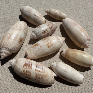 Puede incluir: Una colección de conchas marinas de varios tamaños con una superficie lisa y brillante. Las conchas son principalmente de color crema con marcas marrones y una base en espiral. La disposición es sobre una tela de tono neutro.