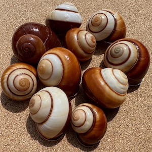 Philippine seashells - Etsy 日本
