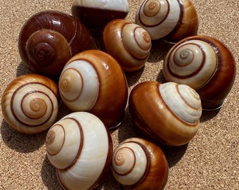 Conchas de Caracol com Espiral de Chocolate - 10 Conchas de Caracol Terrestre Filipino Marrom e Creme - Conchas Brilhantes Vintage para Decoração e Artesanato Costeiros