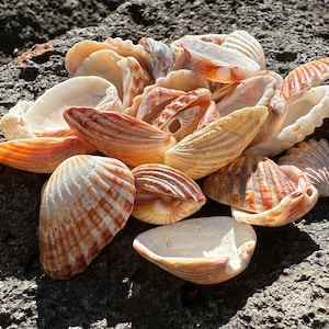 Puede incluir: Una colección de conchas marinas de diversas formas y tamaños, con colores que van del blanco al naranja y marrón. Las conchas descansan sobre una superficie de piedra gris rugosa, creando una composición natural y texturizada.