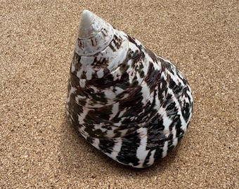 Concha Niloticus com Topo de Pérola Polido - Concha Grande Marrom, Vermelha e Branca - Decoração e Artesanato Costeiro Vintage