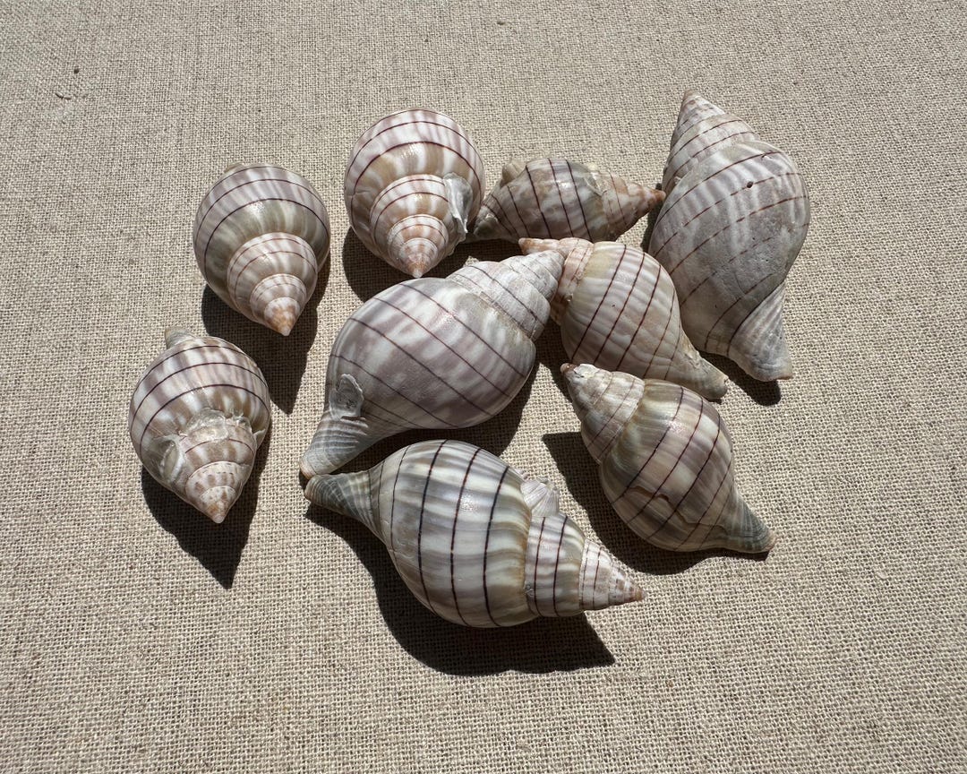 Florida Banded Tulip Shells - 9 Natural Seashells for Coastal Decor and ...