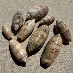 Puede incluir: Una colección de conchas oblongas de varios tamaños, cada una con un ápice en espiral. Las conchas exhiben una paleta de colores beige, marrón y crema, adornadas con patrones y texturas detalladas. Están dispuestas sobre una superficie texturizada de tono neutro.