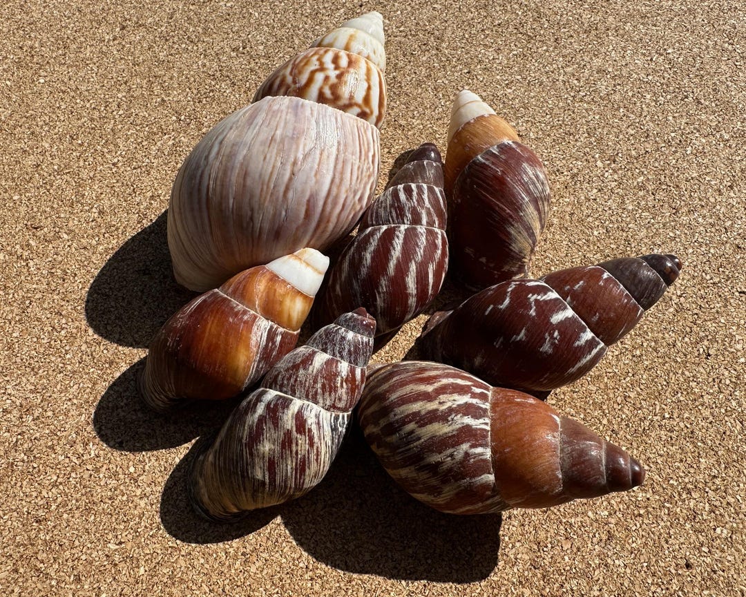 Assorted Land Snail Seashells - 7 Large Natural Seashells for Coastal ...