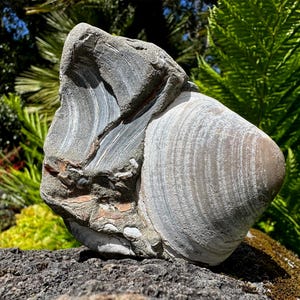 May include: A large, fossilised clam shell specimen featuring a distinct, smooth, light-coloured conical section with concentric growth rings, contrasted against a rough, dark grey, and weathered rocky matrix with visible mineral layers.