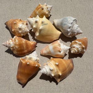 May include: A selection of seashells in shades of brown, tan, and cream. The shells display spiral and textured patterns, with some having spiky protrusions. The arrangement highlights the natural beauty of marine life.
