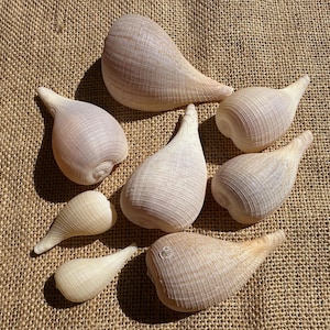 Op de afbeelding: Een verzameling lichtbeige, druppelvormige decoratieve objecten met een textuur. De objecten variëren in grootte en zijn gerangschikt op een ruwe, bruinachtige stoffen achtergrond. De vormen lijken op gestileerde knoflookteentjes of zaaddozen.