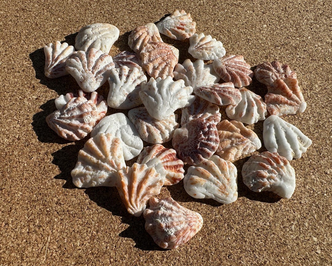 Kitten Paw Shells - 30 Natural Florida Seashells for Coastal Decor ...